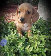 Dachshund Puppy for sale in Auburndale, FL, USA