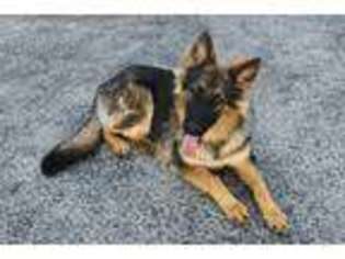 German Shepherd Dog Puppy for sale in Findlay, OH, USA