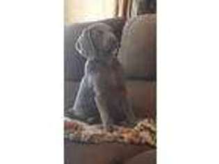 Weimaraner Puppy for sale in Hardy, AR, USA