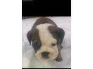 Bulldog Puppy for sale in Durand, MI, USA