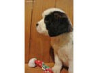 Saint Bernard Puppy for sale in Birdsboro, PA, USA