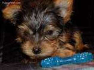Yorkshire Terrier Puppy for sale in Carson City, MI, USA