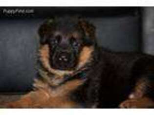 German Shepherd Dog Puppy for sale in Leonard, MI, USA
