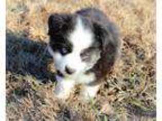 Miniature Australian Shepherd Puppy for sale in Lawrence, KS, USA