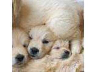 Golden Retriever Puppy for sale in Tomahawk, WI, USA