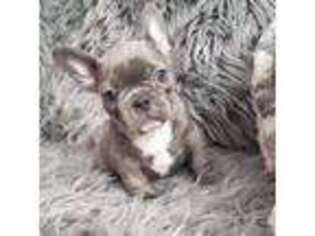 French Bulldog Puppy for sale in Independence, OR, USA