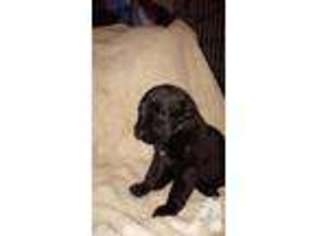 Mastiff Puppy for sale in ROY, WA, USA