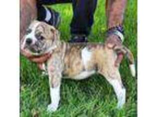 Alapaha Blue Blood Bulldog Puppy for sale in Hanover, PA, USA