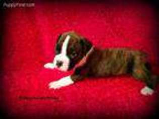 Boxer Puppy for sale in Navasota, TX, USA