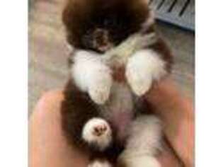Pomeranian Puppy for sale in Clute, TX, USA