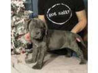 Neapolitan Mastiff Puppy for sale in Mexico, MO, USA