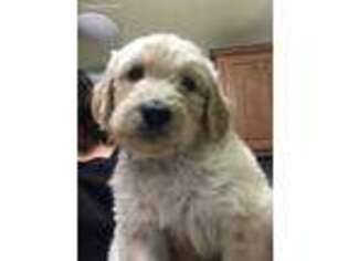 Goldendoodle Puppy for sale in Buckeye, AZ, USA