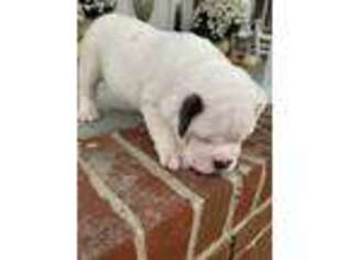 Olde English Bulldogge Puppy for sale in Fayetteville, TN, USA