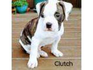 American Bulldog Puppy for sale in Duluth, MN, USA