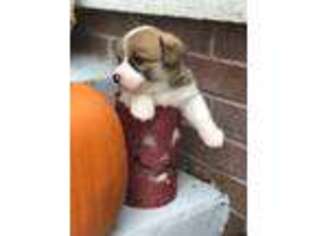 Pembroke Welsh Corgi Puppy for sale in Crescent City, FL, USA