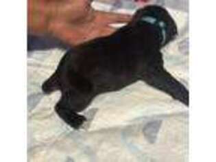 Cane Corso Puppy for sale in Lake View, SC, USA