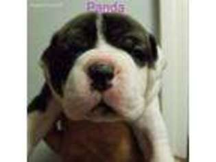 American Bulldog Puppy for sale in Valatie, NY, USA