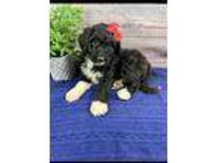 Portuguese Water Dog Puppy for sale in Baltic, OH, USA