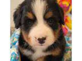 Bernese Mountain Dog Puppy for sale in Newport, NE, USA
