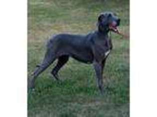 Great Dane Puppy for sale in Afton, IA, USA