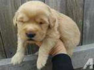 Golden Retriever Puppy for sale in BYERS, CO, USA