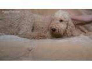 Labradoodle Puppy for sale in Kirklin, IN, USA