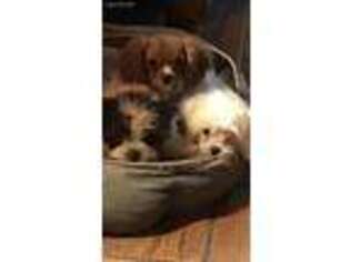 Cavalier King Charles Spaniel Puppy for sale in Chattanooga, TN, USA