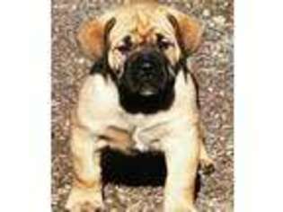 Boerboel Puppy for sale in La Center, WA, USA