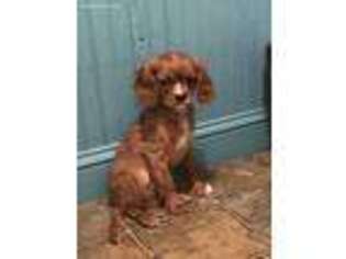 Cavalier King Charles Spaniel Puppy for sale in Athens, WI, USA