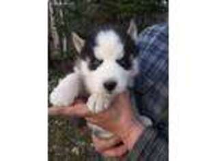 Siberian Husky Puppy for sale in Kerrick, MN, USA