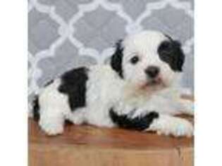 Havanese Puppy for sale in Roanoke, IL, USA