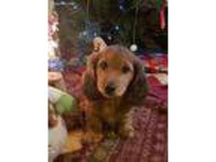Dachshund Puppy for sale in Osterburg, PA, USA