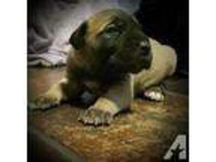 Bullmastiff Puppy for sale in STEPHENS, GA, USA