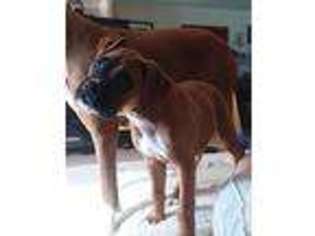Boxer Puppy for sale in Jefferson, WI, USA