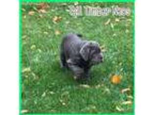 Neapolitan Mastiff Puppy for sale in Bloomdale, OH, USA
