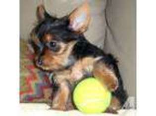 Yorkshire Terrier Puppy for sale in MARION, TX, USA