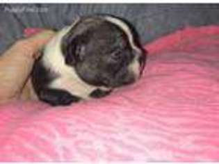 French Bulldog Puppy for sale in Lexington, TX, USA