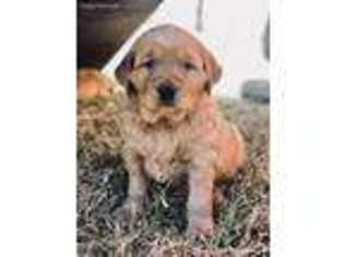 Golden Retriever Puppy for sale in Fort Scott, KS, USA
