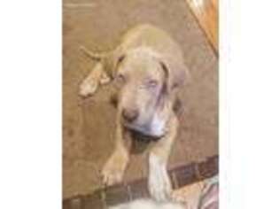 Great Dane Puppy for sale in Alden, IA, USA