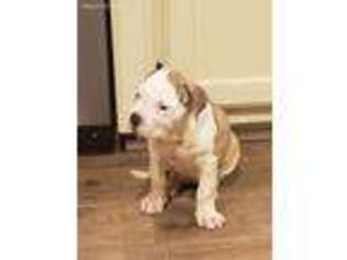 American Bulldog Puppy for sale in Anniston, AL, USA