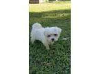Maltese Puppy for sale in Purdy, MO, USA
