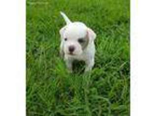 American Bulldog Puppy for sale in Nevada, MO, USA