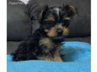 Yorkshire Terrier Puppy for sale in Clay, KY, USA