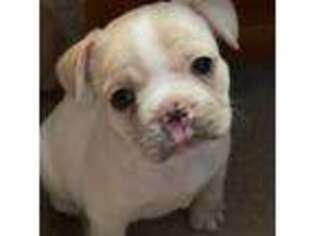 French Bulldog Puppy for sale in Manhattan, KS, USA