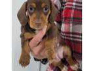 Dachshund Puppy for sale in Hotchkiss, CO, USA