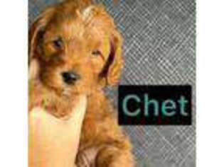 Cavapoo Puppy for sale in Layton, UT, USA