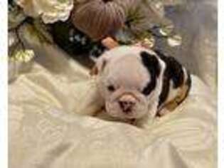 Bulldog Puppy for sale in Tulsa, OK, USA