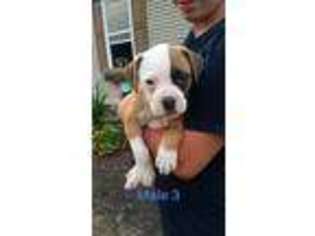 American Bulldog Puppy for sale in Harrod, OH, USA