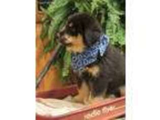 Mutt Puppy for sale in Boones Mill, VA, USA