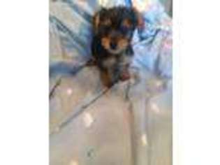 Yorkshire Terrier Puppy for sale in Stanley, VA, USA